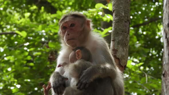 Monkey holding its baby in the tree