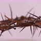 Close Up Of Crown Of Thorns Rotating, White Background - VideoHive Item for Sale