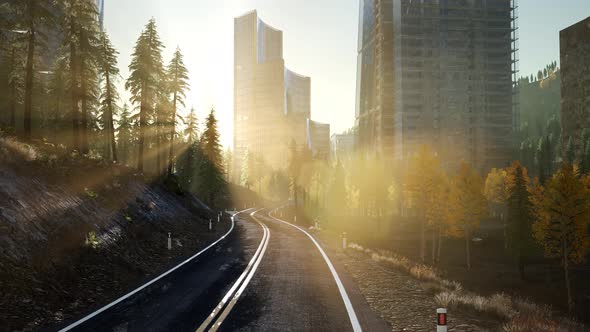 Road in the Forest