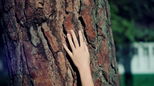 Woman Hand On Tree Bark. Autumn Fall Nature Pine Forest. Girl Gently Touch Tree Bark.