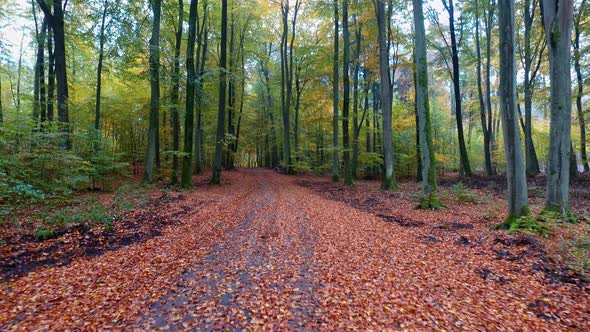 Autumn footpath with old trees and colorful leaves in forest, Poland