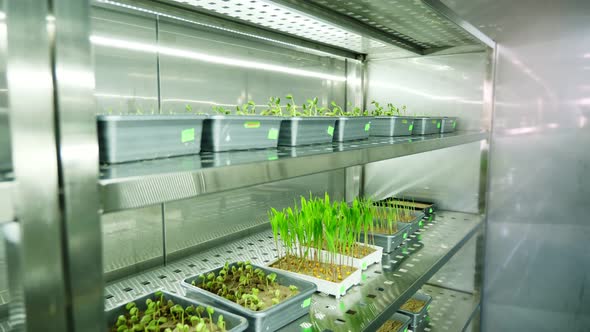 Growing of Young Green Sprouts in Soil in Small Boxes on Shelves of a Special Chamber in Modern