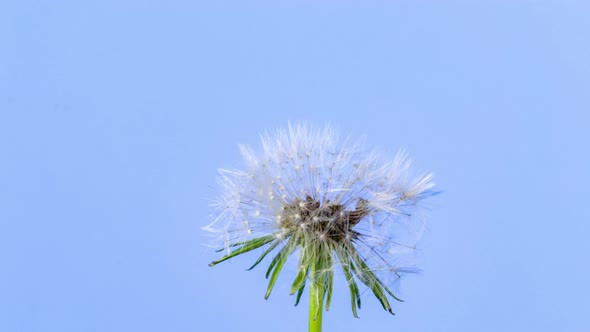 Dandelion Seed Blossom Timelapse on Blue