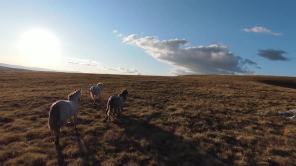 Aerial FPV Drone Shot of a Chasing and Flying Close Around Herd of Wild Horses Running on a Field at