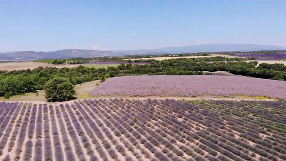 Valensole Plateau Provence Southern France