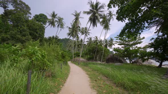 Slow move at the path of coconut plantation