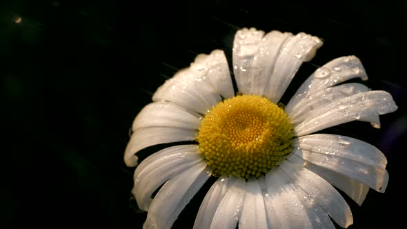 Beautiful Chamomile is Watered on Black Background