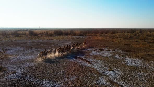 A Herd of Przewalski's Horses Gallops Across the Steppe Filmed From a Drone