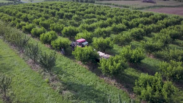 Aerial view or people picking peaches in a peach orchard with a tractor and cart in center.  Rows of