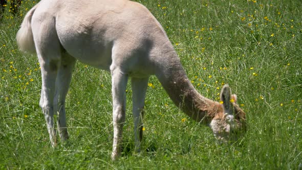 Close up wild white alpaca grazing on green meadow during sunny day