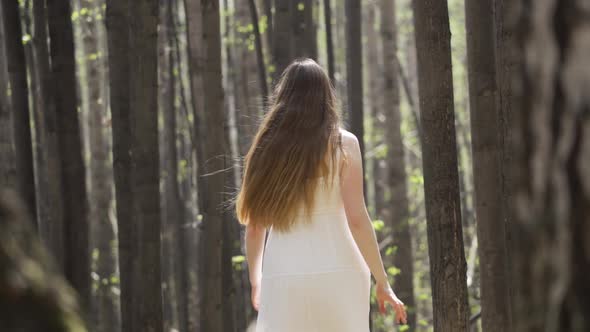 Walk on a Sunny Day in the Forest