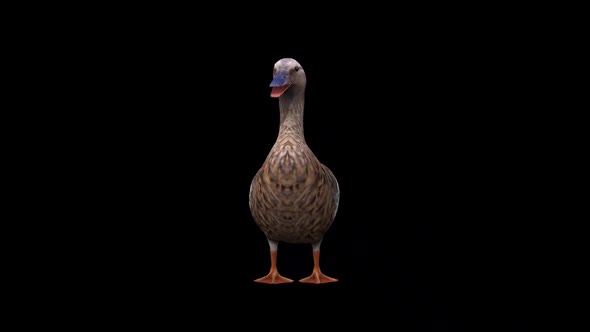 Female Duck İdle View From Front