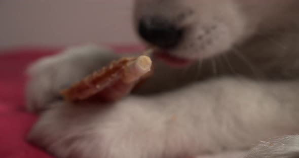 Husky puppy gnaws on treat between paws in bed, close up slow motion