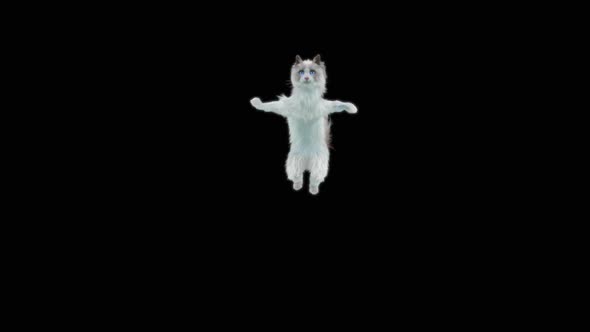 Cat Jumping HD