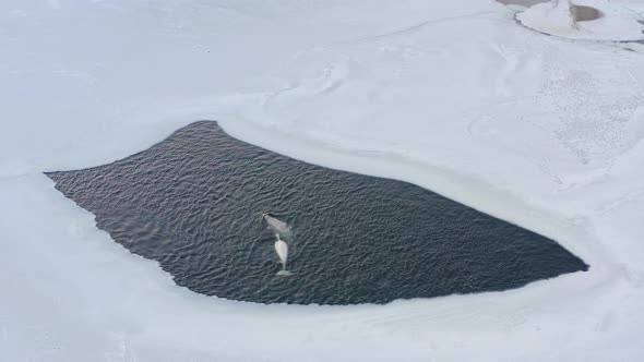 White Whales Float to the Surface of the Sea Among Ice Floes