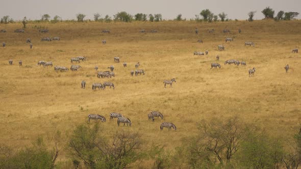 Dazzle of zebras grazing in Masai Mara