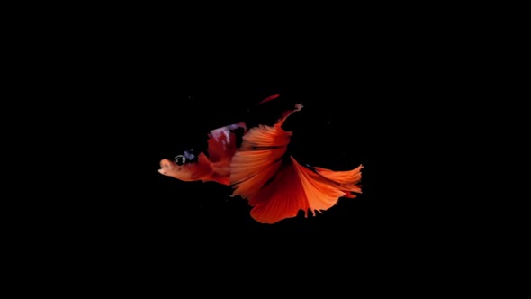 Slow motion of betta fish, siamese fighting fish dancing isolated on black background