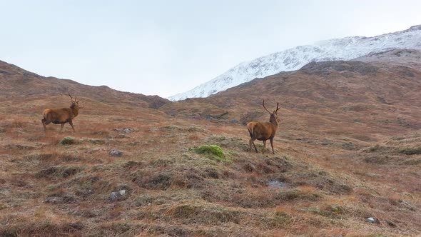 Majestic Red Deer Stags in Scotland Slow Motion