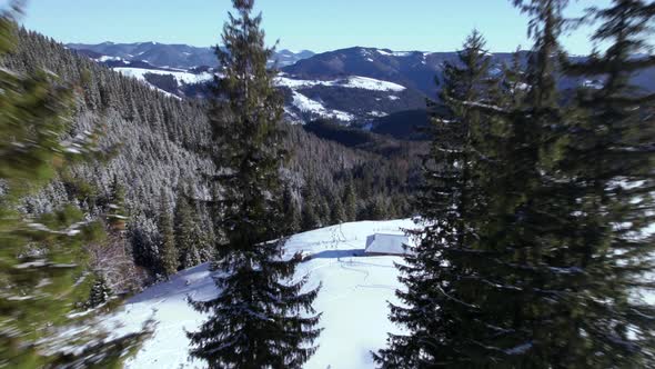 FPV Drone Shot Flying Down into Mountain Valley Between Pine Trees