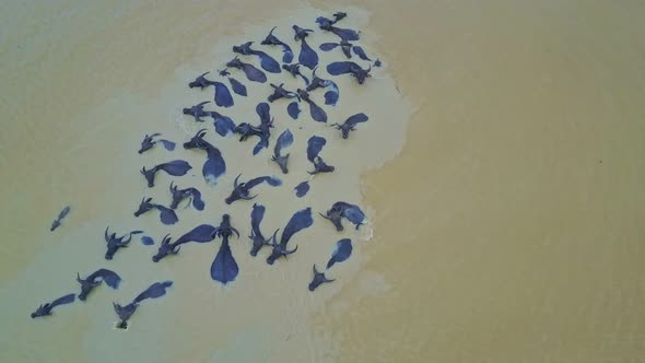 Drone Rotates Above Buffaloes Bathing in Dirty Water