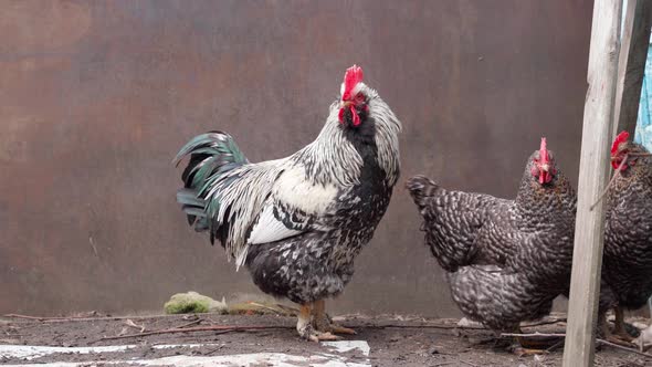 A Beautiful Light Rooster with a Small Tail Stands Near the Pockmarked Chickens Listening Carefully