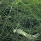 Insecta Midge Larva Chironomidae and Worm Microstomum Lineare in Algae Under a Microscope Order - VideoHive Item for Sale