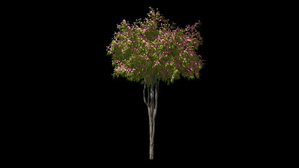 Blooming Tree alt