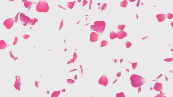 Pink Rose Petals