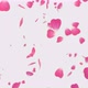 Pink Rose Petals - VideoHive Item for Sale