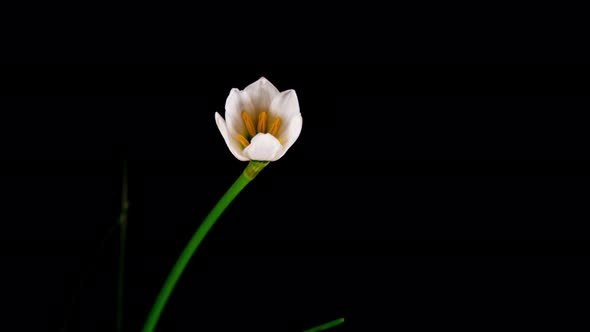 Zephyranthes flower blooming in time lapse on a black background