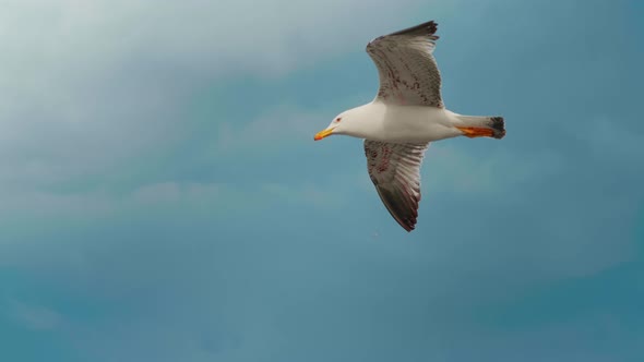 Seagull flying across the wide blue sea