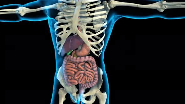 Human Digestive System Anatomy Animation Concept. 3D