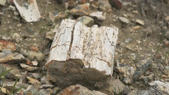 Petrified Branch Fossil