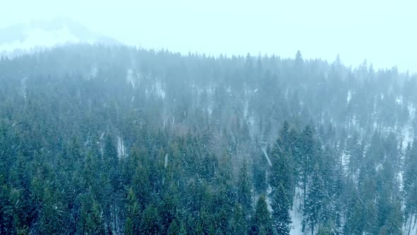 Winter Snow Mountain Forest Weather Season Frozen