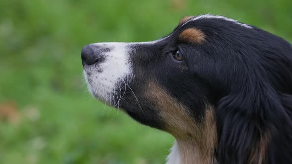 Side View of the Muzzle of the Australian Shepherd on a Blurred Background of Green Grass