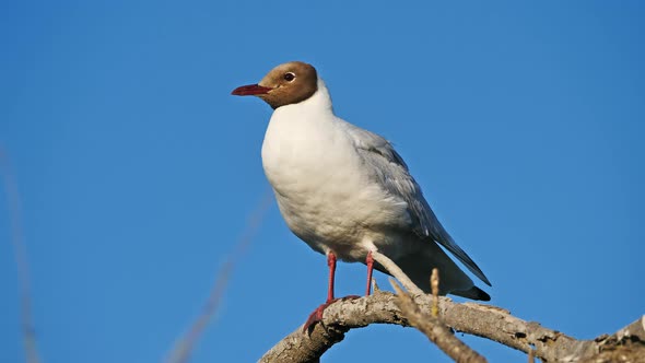 Mediterranean gull (Ichthyaetus melanocephalus)