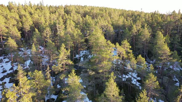 Flying Over Spring Forest