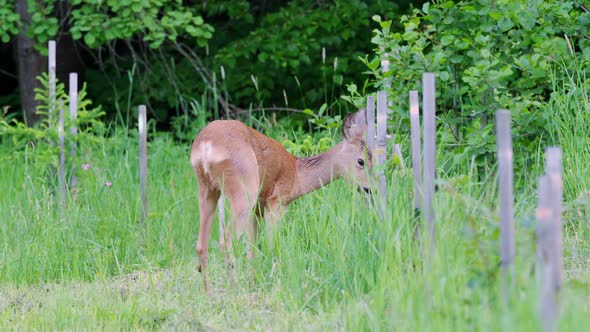 Roe deer in forest, Capreolus capreolus. Wild roe deer in nature.