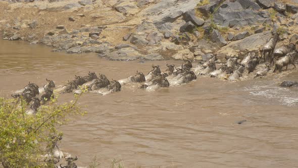 Herd of gnus crossing a river