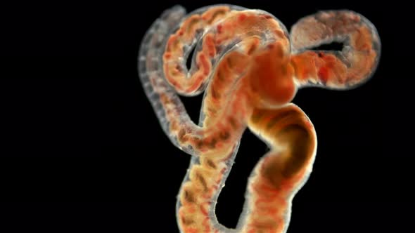 Tubifex worm under a microscope,Oligochaeta the Naididae family