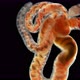 Tubifex worm under a microscope,Oligochaeta the Naididae family - VideoHive Item for Sale