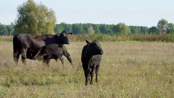 Little Calf Near a Cow Drinks Milk Eats