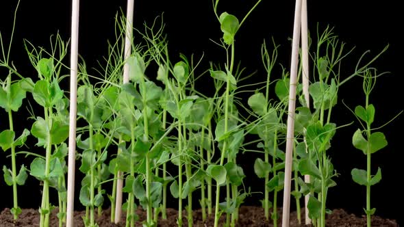 Time Lapse of Growth Green Peas Beans Plants