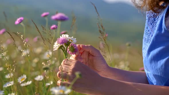 Woman Hands Gently Touching Alpine Summer Flowers