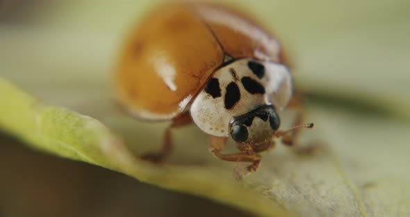 Extreme macro shot of ladybuy without spots and reflecting wings walking across leaf surface.