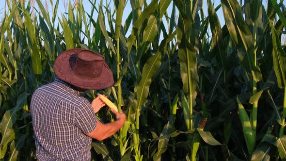 A Farmer Stands in a Field and Inspects a Green Corn Plantation