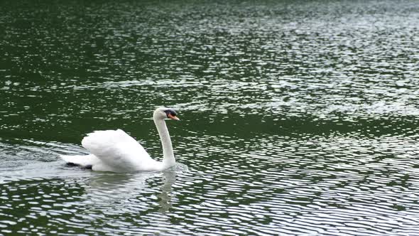 A white swans swimming in the lake