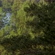 Dense forest with densely growing green trees - VideoHive Item for Sale