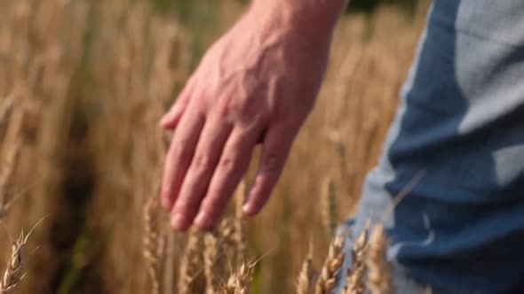 Man's Hand Touching a Golden Wheat Ear in the Wheat Field