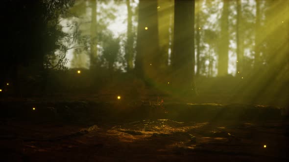 Firefly in Misty Forest with Fog